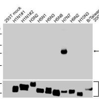 Avian Influenza A virus H7N7 HA (Hemagglutinin) antibody [HL5486]