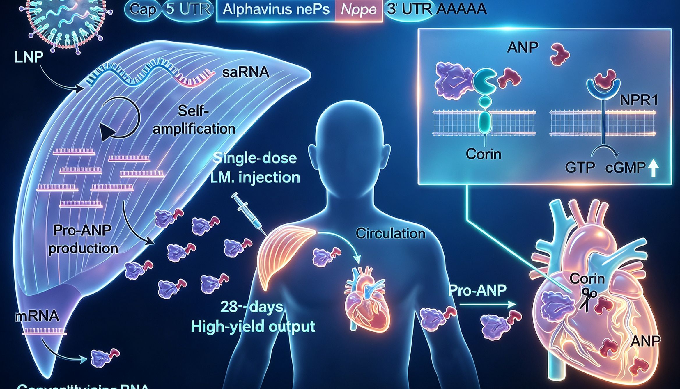 Science刊发程柯团队重磅成果：单次肌注saRNA，持续4周守护心梗后的心脏