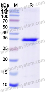 AntibodySystem蛋白抗体 |Recombinant Human TYMS/Thymidylate Synthase Protein, N-His 重组人胸苷酸合酶 · DNA合成与抗肿瘤靶点研究核心蛋白