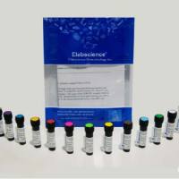 PE Anti-Rat CD5 Antibody[OX-19]