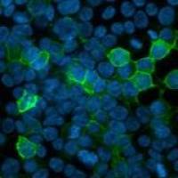Avian Influenza A virus H5N1 NA (Neuraminidase) antibody  [HL4722]