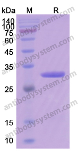 AntibodySystem蛋白抗体 |Recombinant Human HSP27/HSPB1 Protein, N-His 重组人热休克蛋白27 · 应激反应与分子伴侣研究核心蛋白