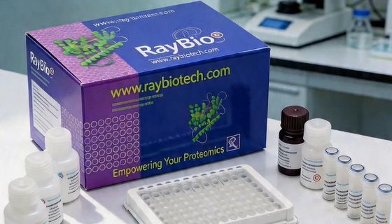 RayBio® PTM ELISA 产品线速览 (13类修饰，500+靶点)