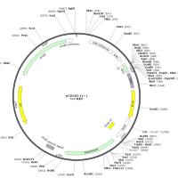 pCDNA3.1(+)