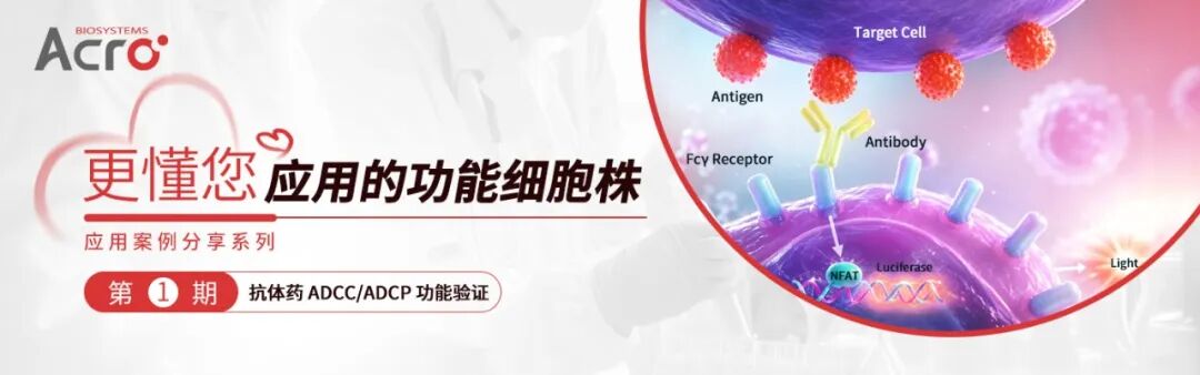 更懂您应用的功能细胞株 | 适配抗体药ADCC/ADCP验证场景