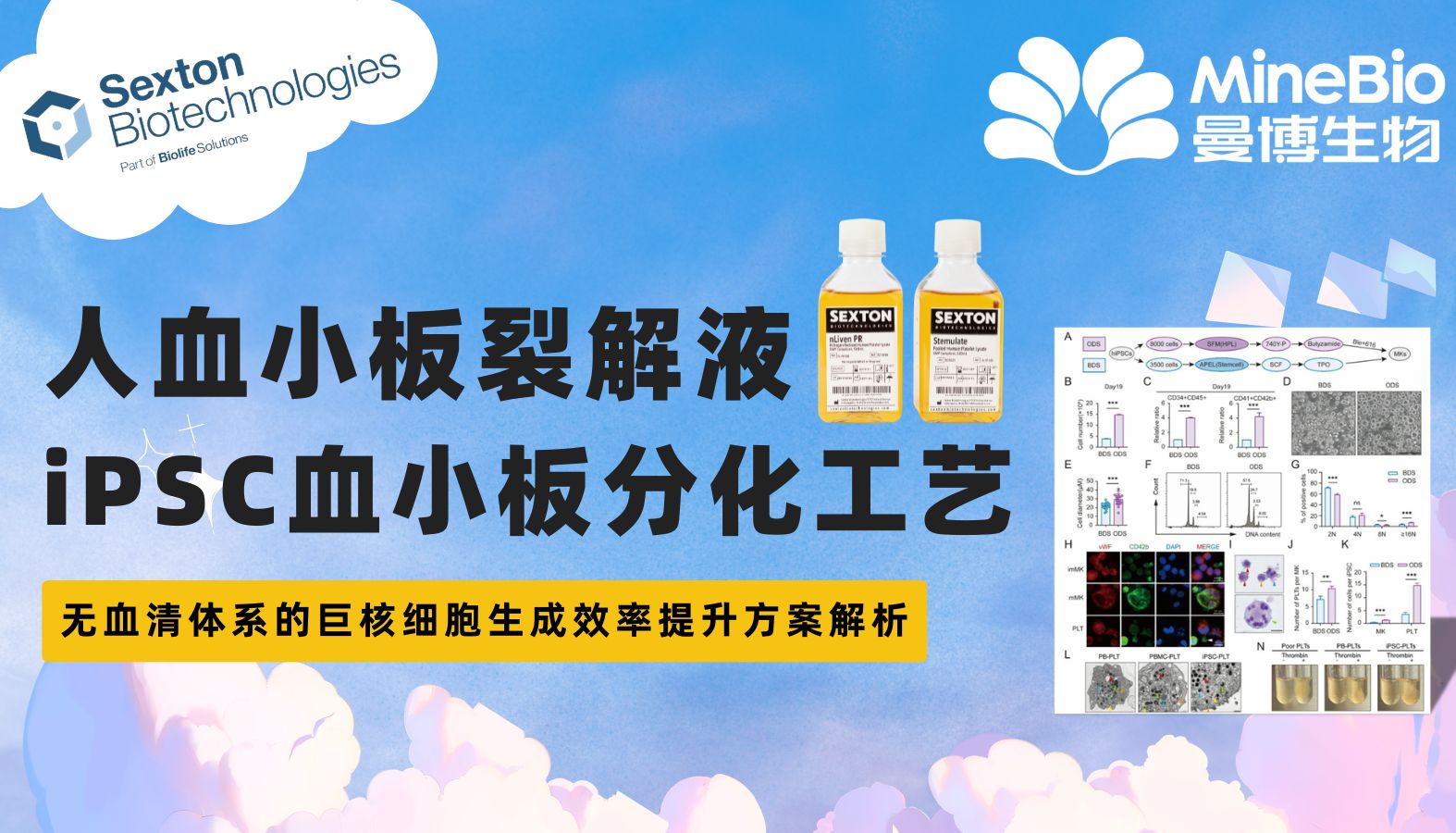 人血小板裂解液（hPL）在iPSC血小板分化工艺中的应用优化