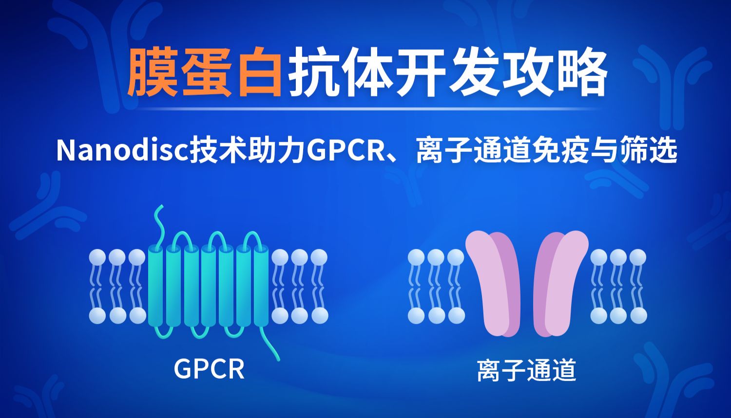 膜蛋白抗体开发攻略：Nanodisc技术助力GPCR、离子通道免疫与筛选