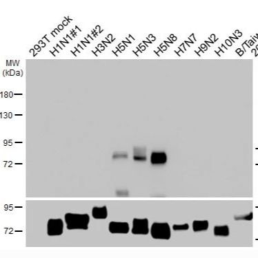 Avian Influenza A virus H5 HA (Hemagglutinin) antibody [HL5180] 