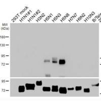Avian Influenza A virus H5 HA (Hemagglutinin) antibody [HL5180] 