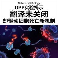 Nature Cell Biology：OPP实验揭示翻译未关闭却驱动细胞死亡新机制