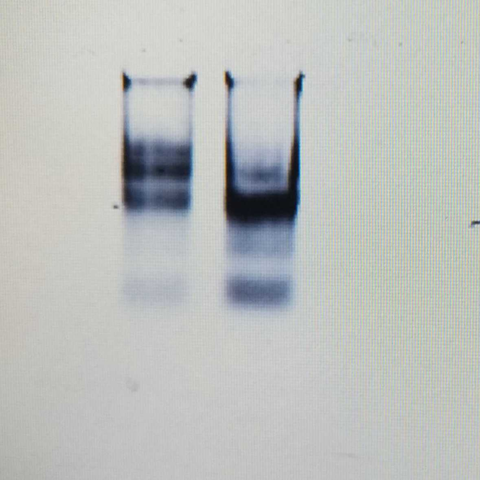 Bertin Precellys研磨器/研磨仪用户文章分享,芬兰学者在Protocols.io 中分享“Efficient insect DNA extraction protocol (using a tissue homogenizer)