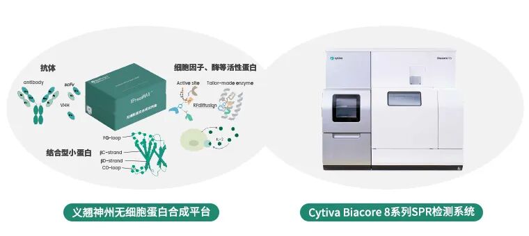 Cytiva Biacore联合义翘神州CFPS：人工设计蛋白binder快速验证新方案