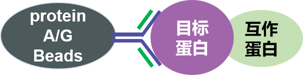 一文读懂内源CoIP与标签CoIP！避开蛋白互作实验陷阱