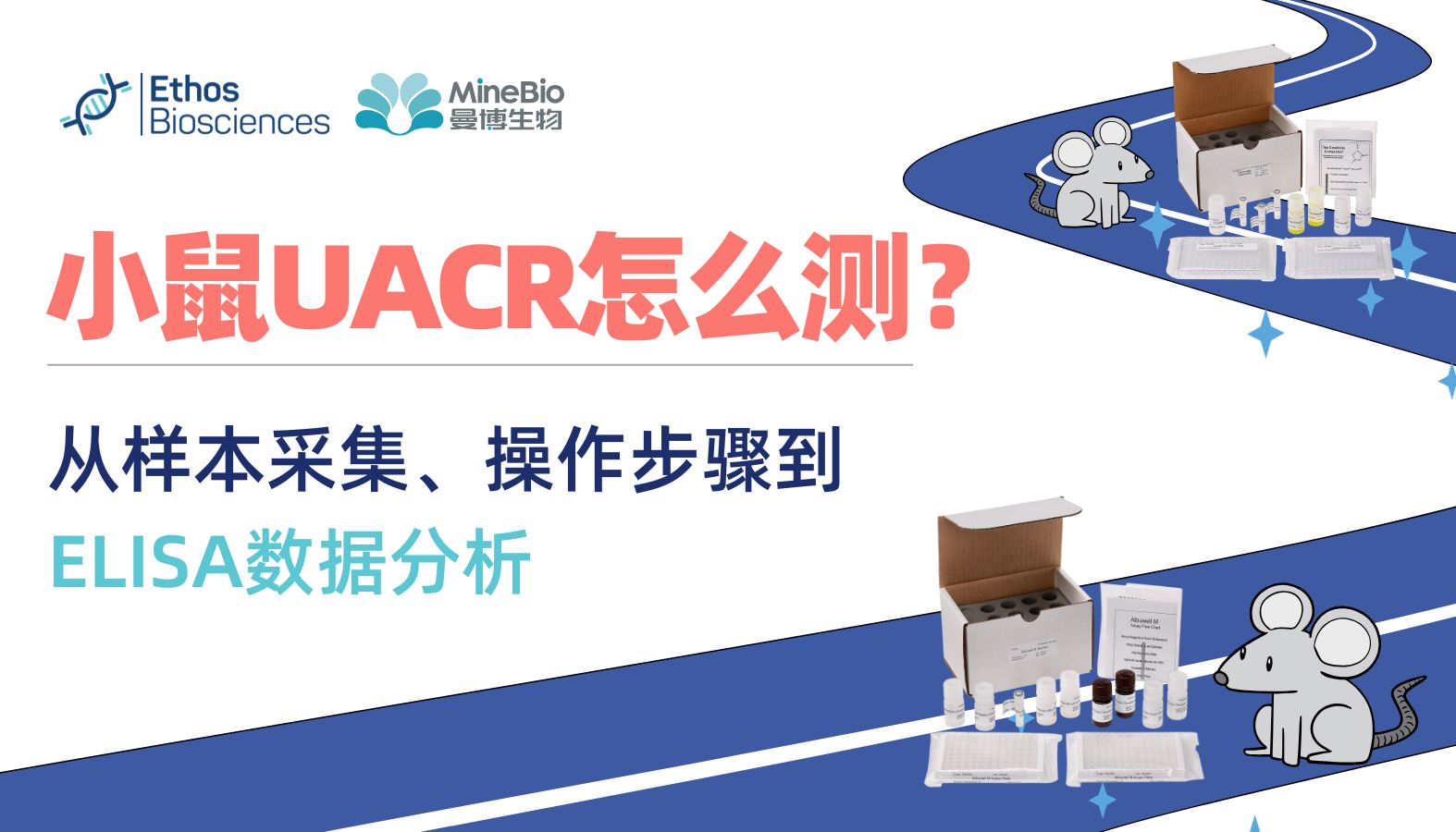 小鼠UACR怎么测？从样本采集、操作步骤到ELISA数据分析