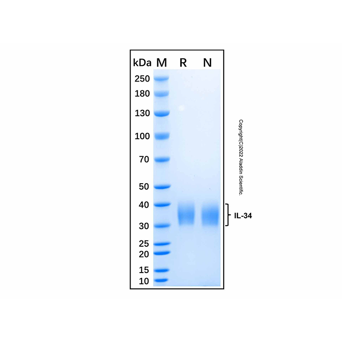 Recombinant Mouse IL-34 Protein,无动物源, 无载体, 生物活性, ActiBioPure™, 高性能, His标签, ≥95%(SDS-PAGE),阿拉丁