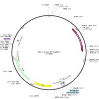 HBV 1.3-mer WT replicon