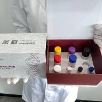 猪(Porcine)核糖核酸酶H(RNASEH)ELISA检测试剂盒