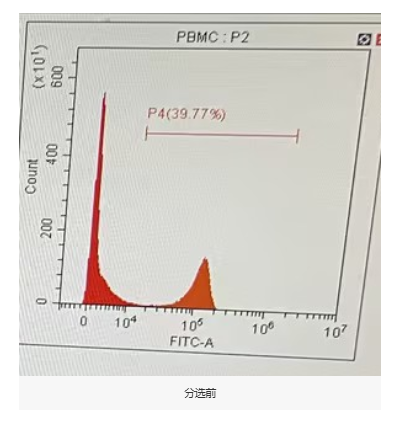 买来的冻存PBMC怎么做CD8磁珠分选？FiniGet分必得®120-6003中山大学附属肿瘤医院客户实测纯度94%