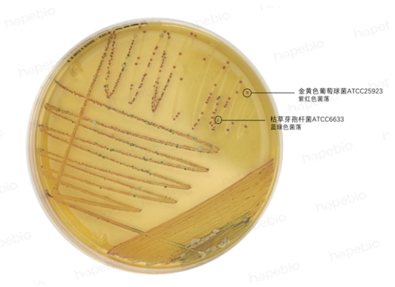 水质微生物检测：金黄葡萄球菌等致病菌检测难点与全套耗材解决方案