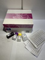 鸭乙型肝炎病毒探针法荧光定量PCR试剂盒