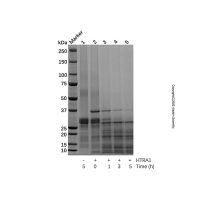 Recombinant Human HTRA1 Protein，无载体,生物