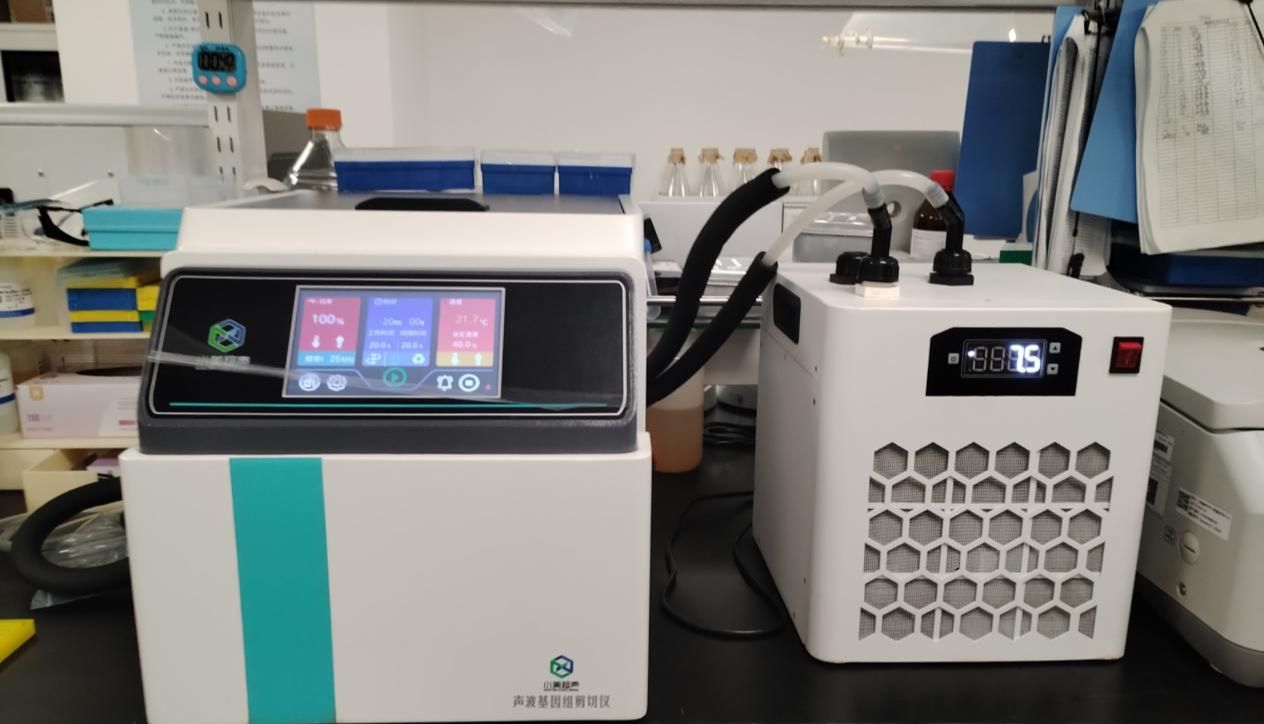 高通量声波基因组剪切仪的DNA片段化效果：时间梯度与体积一致性实验验证