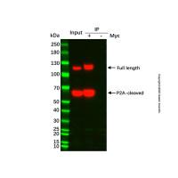 UltraBio™ Anti-Myc Magnetic Beads ，BioReagent,用于蛋白分析,10 mg/mL; Particle Size: 1 μm，阿拉丁