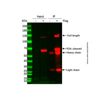 Flag标签蛋白免疫沉淀试剂盒(琼脂糖凝胶法),BioReagent,for IP,即用型,阿拉丁