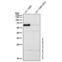 Recombinant NF-kB p65 Antibody,ExactAb™, 已验证, 敲低验证, 重组, 高性能, 见COA,阿拉丁