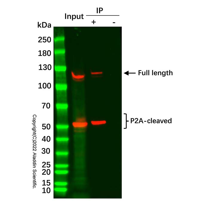 V5标签免疫(共)沉淀试剂盒(纳米抗体磁珠法),BioReagent,for IP,即用型,阿拉丁