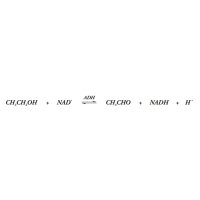 重组乙醇脱氢酶 (ADH),9031-72-5,生物活性, ActiBioPure™, 高性能, EnzymoPure™, ≥90%(SDS-PAGE), ≥100 U/mg protein,阿拉丁