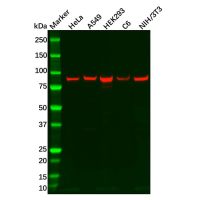 Recombinant ITGB6 Antibody,ExactAb™, Validated, 重组, 0.4 mg/mL,阿拉丁