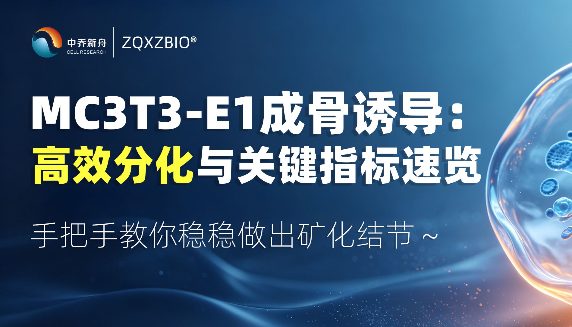 MC3T3-E1成骨诱导：高效分化与关键指标速览