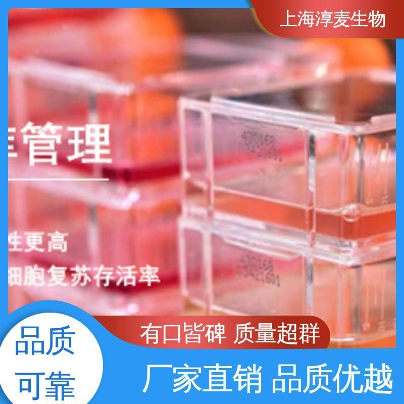 人子宫内膜腺癌(转移)细胞AN3CA(STR鉴定正确)产品图