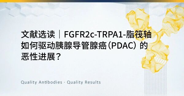 FGFR2c-TRPA1-脂筏轴如何驱动胰腺导管腺癌（PDAC） 的恶性进展？