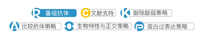 抗体验证