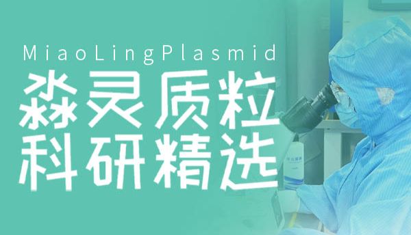 大肠杆菌表达质粒定制：为高纯度蛋白制备提供高效支持