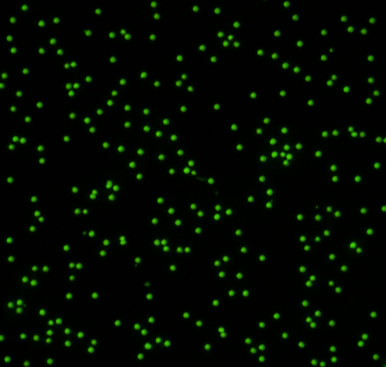 Polysciences 1&micro;m黃綠色熒光羧基化微球