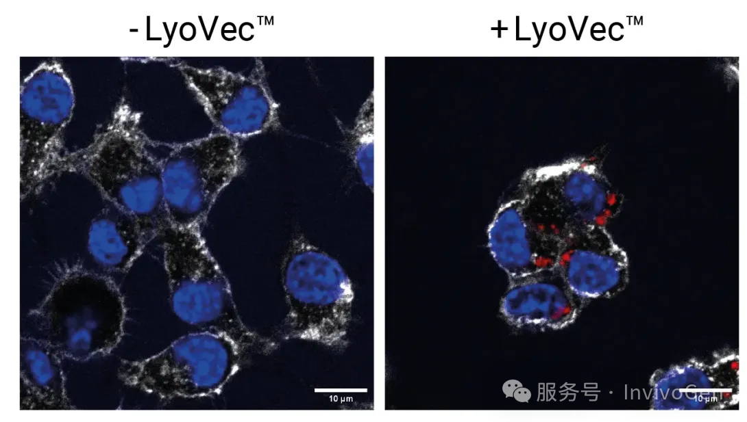 Cy3荧光标记.png