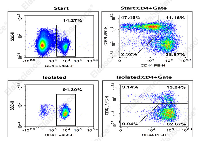 精准富集，赋能免疫记忆研究——Elabscience EasySort™ 小鼠记忆CD4+T细胞分离试剂盒