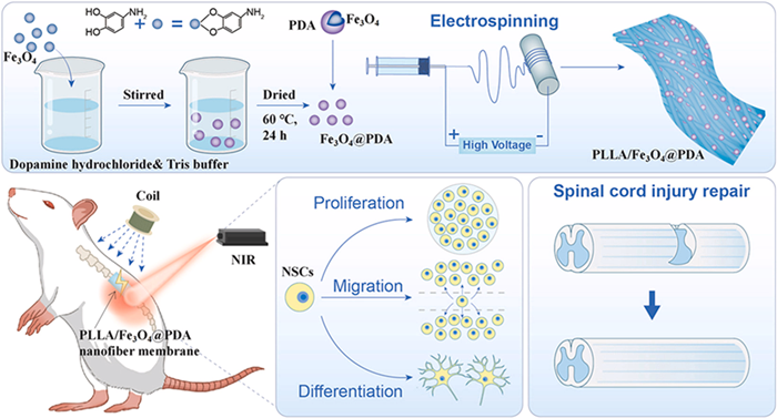 BMG LABTECH多功能酶标仪文献分享,华中科技大学科研团队发表 “Multifunctional biodegradable nanofiber membrane with magnetoelectric and photothermal stimulation for regulating neural stem cell behavior” 报告