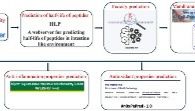 “参”藏不露——海参蕴藏药用肽！虚拟筛选+生物信息学与分子模拟，靶向TNF-α/NF-κB挖掘天然抗炎候选分子！