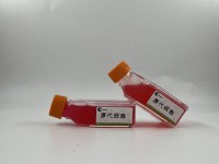 4T1;小鼠乳腺癌细胞