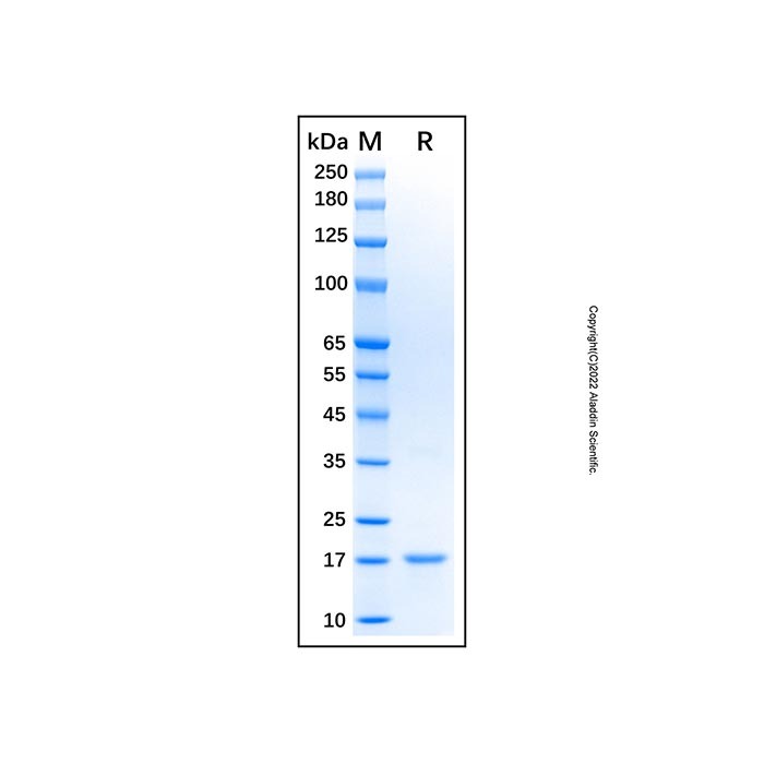 Recombinant Mouse IL-2 Protein,无载体,生物活性,ActiBioPure™,高性能,His标签,PBS Only,≥95%(SDS-PAGE),阿拉丁产品图