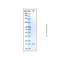 Recombinant Mouse IL-2 Protein,无载体,生物活性,ActiBioPure™,高性能,His标签,PBS Only,≥95%(SDS-PAGE),阿拉丁