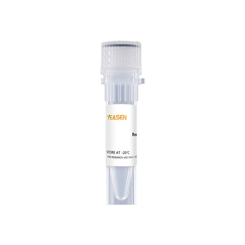 MonoMethyl-Histone H3 (Arg2) Rabbit mAb
