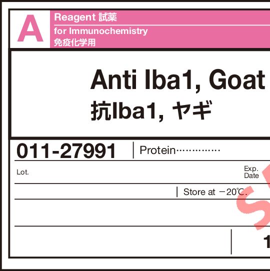 抗Iba1，山羊多克隆抗体产品图