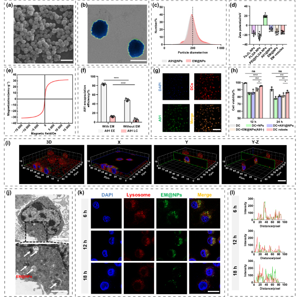 ApogeeFlow纳米流式仪文章分享,哈医大发表在Int. J. of Extreme Manufacturing “Dendritic cell microrobots target spinal cord regeneration in vivo” 报告