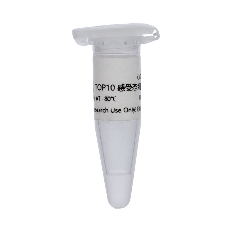 TOP10化学感受态细胞(TOP10 Chemically Competent Cell)