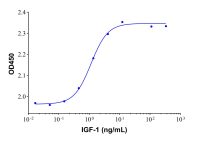 Recombinant Human IGF-1 Protein,67763-96-6,无动物源,无载体,生物活性,ActiBioPure™,高性能,≥95%(SDS-PAGE),阿拉丁